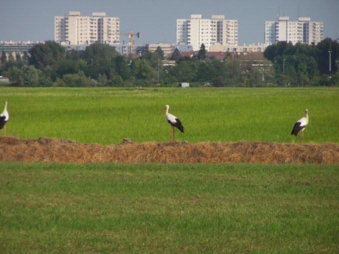 Cascina Battivacco Villa Милано Екстериор снимка
